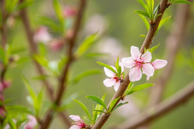 The white flowers in the spring tone.