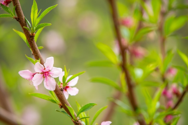 The white flowers in the spring tone.