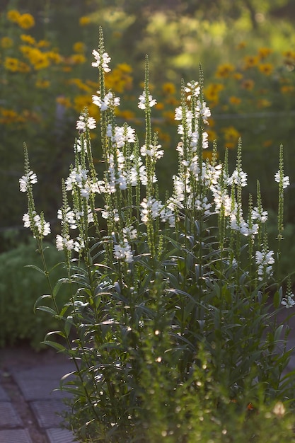 White flowers in the sun