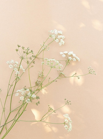 Premium Photo | White flowers and sunlight on beige wall. aesthetic minimal  wallpaper. summer floral plant background composition