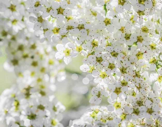 Image of Spiraea thunbergii close up
