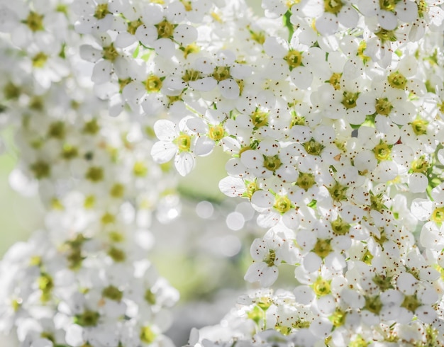 White flowers Thunberg Spirea, Spiraea Thunbergii, in sunny spring day. Blurred background