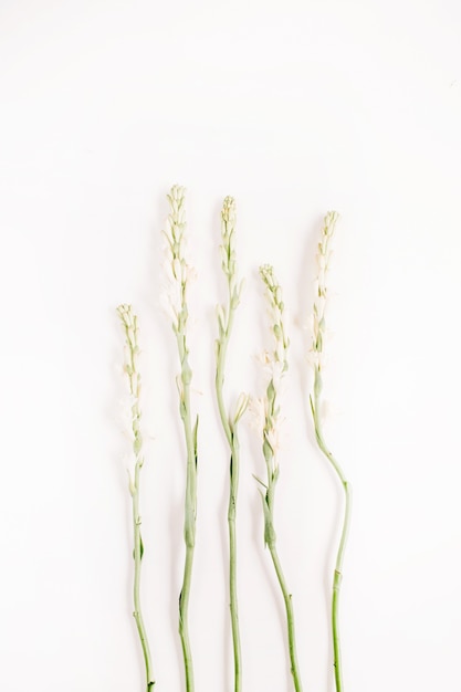 White flowers top view isolated