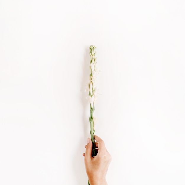 Photo white flowers top view isolated