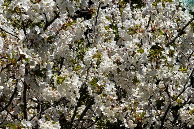 белые цветы на дереве в саду