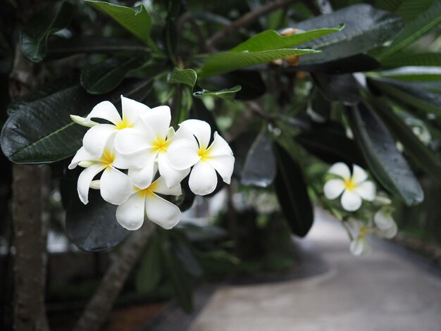 White flowers on a tree in the garden