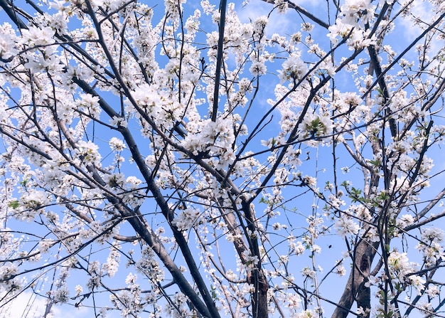 White flowers on a tree in the park