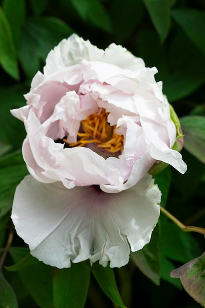 Photo white flowers of a tree peony in a city park