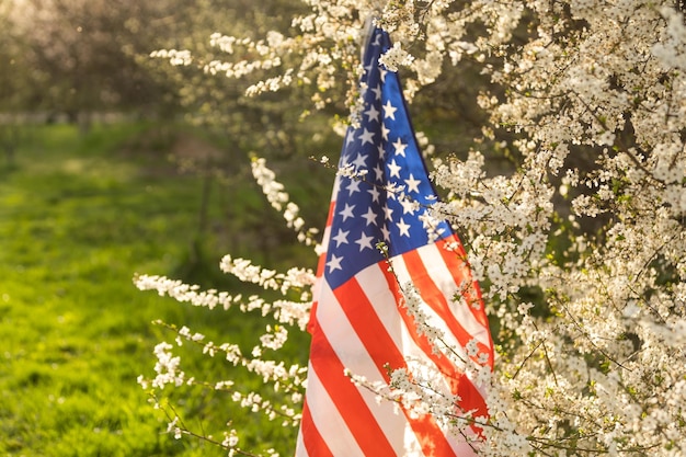 White flowers on the tree, spring blossom. USA flag