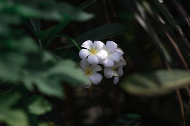 White flowers on a tree