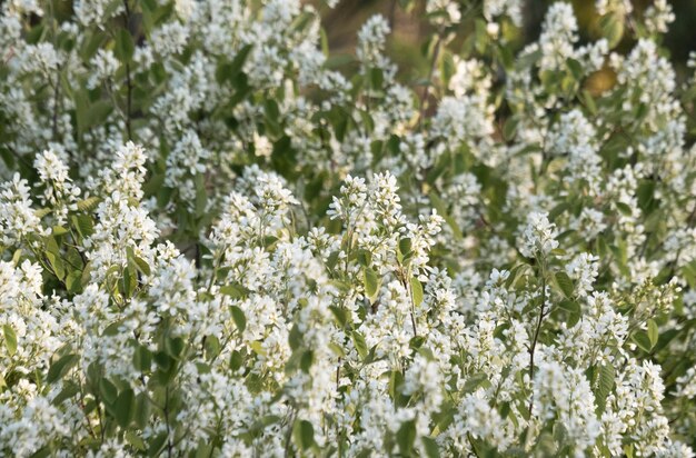 Photo white flowers on the tree