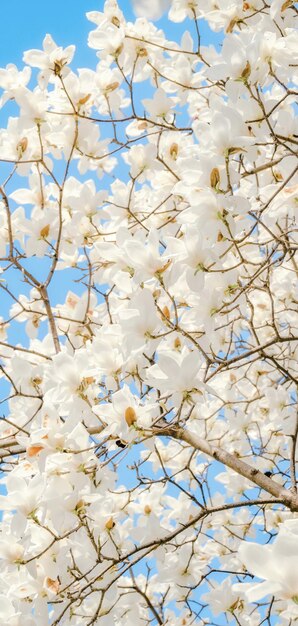 White flowers on a tree