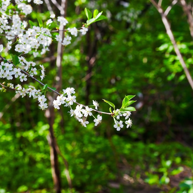 White flowers on twig in spring