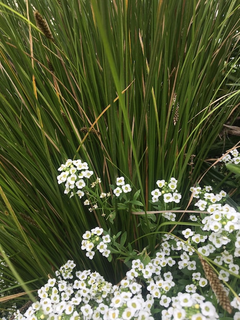 White flowers of a verbena