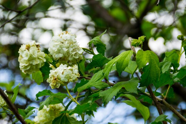 Photo white flowers of viburnum snow ball in garden guelder rose boule de neige on spring