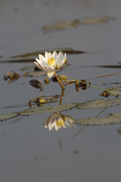 水の中の白い花