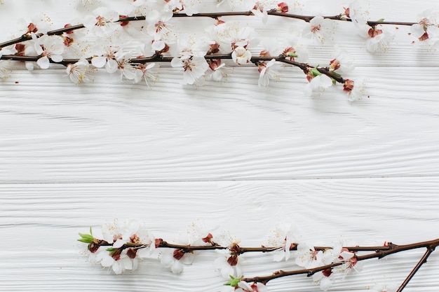 white flowers on white background