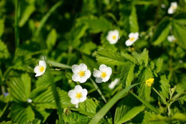 緑の草、クローズ アップで野生のイチゴの白い花