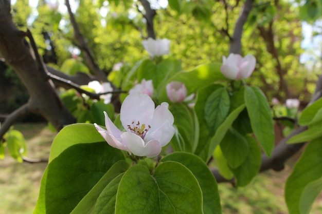 White Flowers With A Background Of Big Trees, Large Green Leaves, And Long Branches