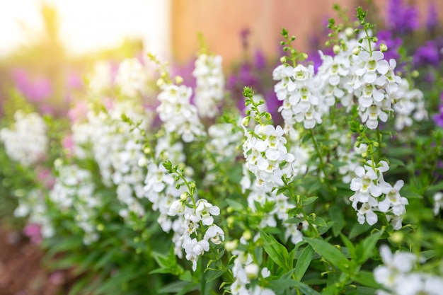 White flowers with green leaves and a purple flower background in the garden with warm sun