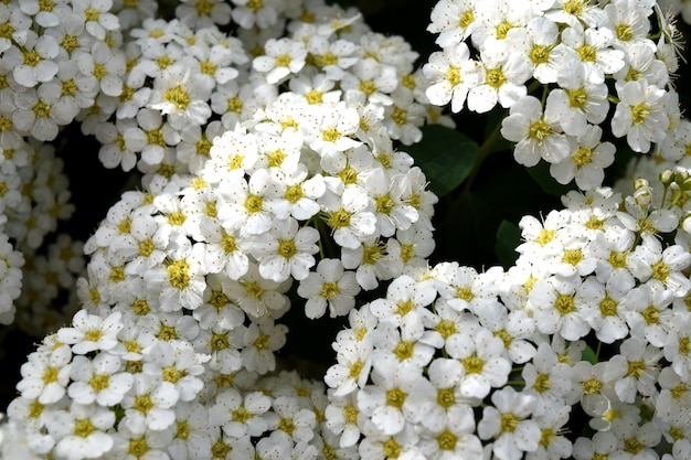 White flowers with green