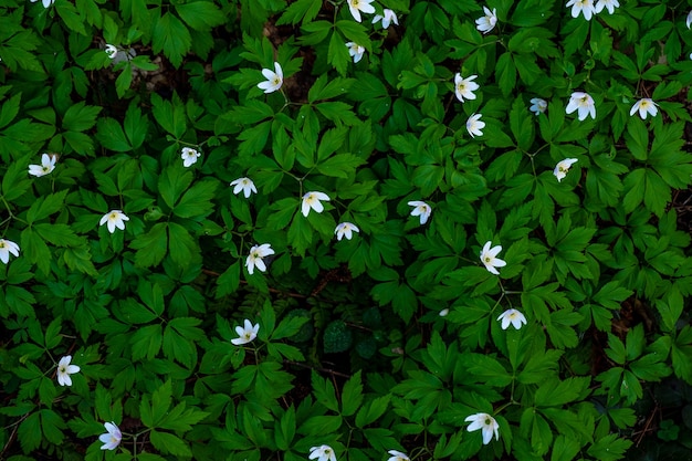 White flowers with white petals and green leaves