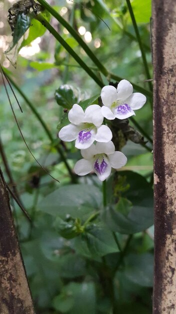 庭に黄色い中心を持つ白い花が咲いています