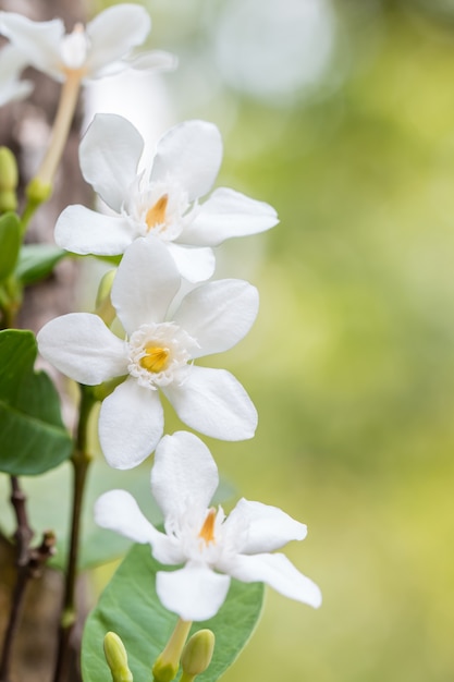 白い花、Wrightia antidysenterica、サンゴの渦巻き。