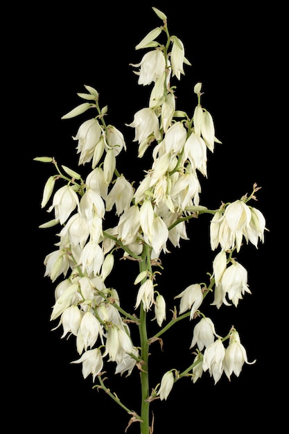 White flowers of yucca isolated on black background
