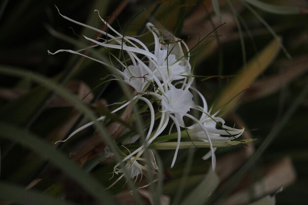 Foto fiori bianchi