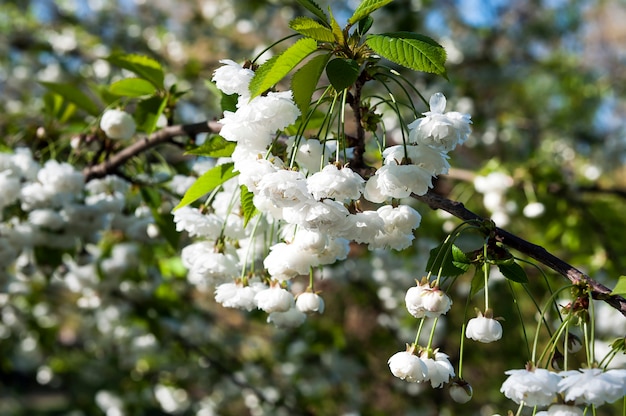 White flowers