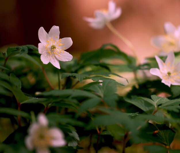 Foto fiori bianchi