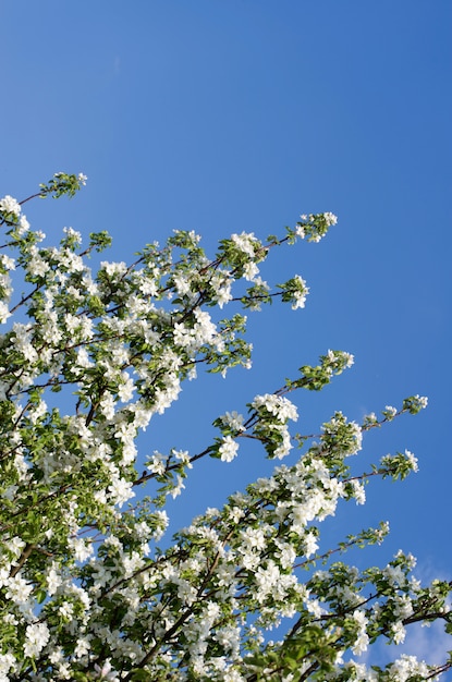 White flowers