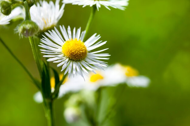 white flowers