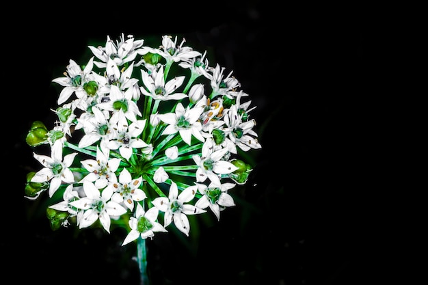 Photo white flowers