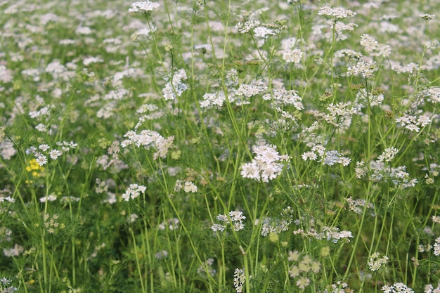 Photo white flowers