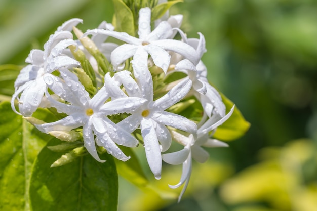 White flowers