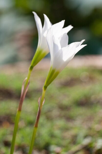 Photo white flowers