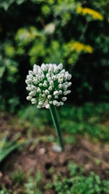 Photo white flowers