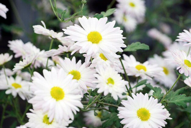 White flowers