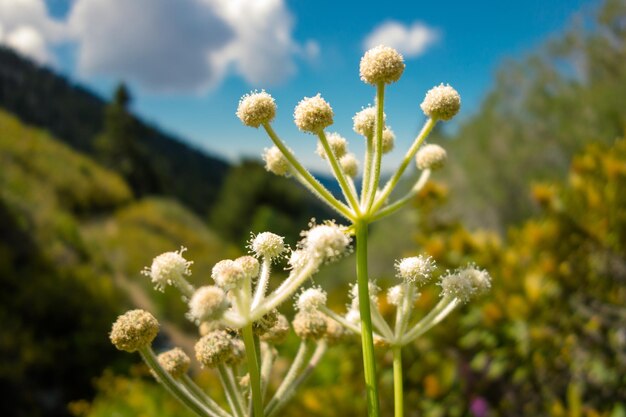 White flowers