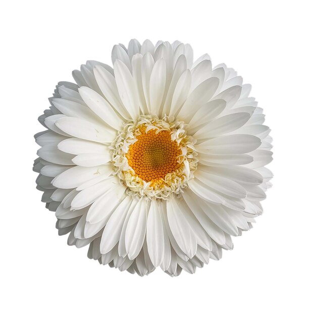 white flowersdaisy isolated on white background