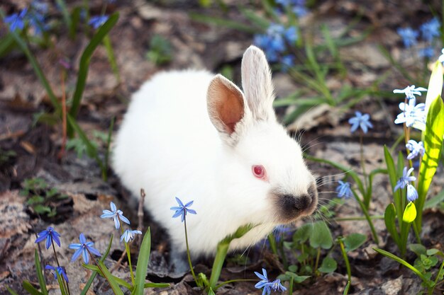 青い花の牧草地に白いふわふわバニー。小さな装飾的なウサギは屋外の緑の芝生に行きます