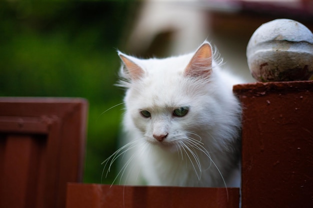 屋外の柵の上の白いふわふわ猫