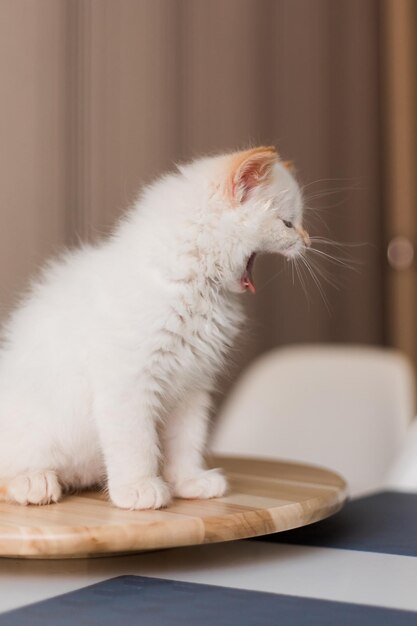 白いふわふわ猫家で小さな子猫ペットのコンセプト