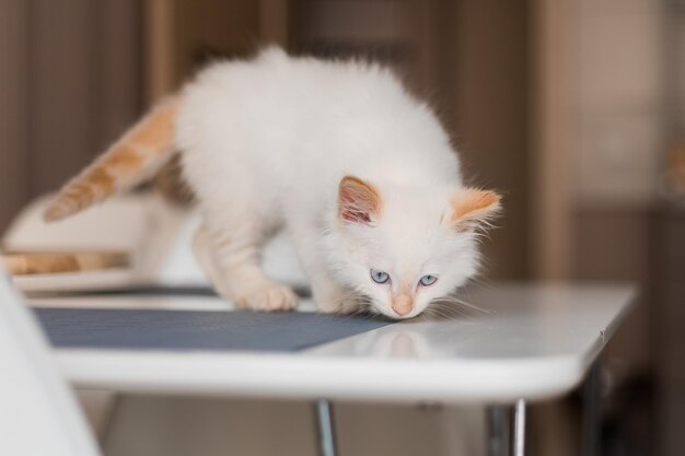 白いふわふわ猫家で小さな子猫ペットのコンセプト