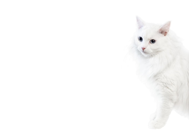 Photo white fluffy cat peek out from right side on white background