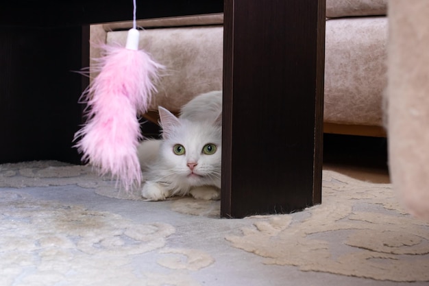 White fluffy cat playing with a toy