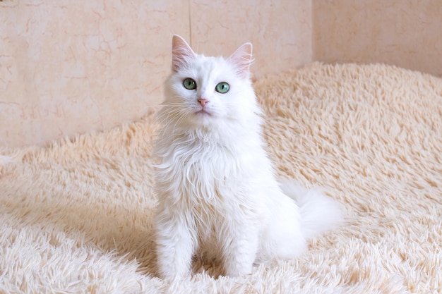 소파에 앉아 있는 하얀 솜털 고양이