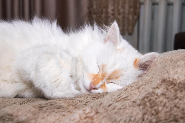 White fluffy cat with blue eyes sleeps on bed